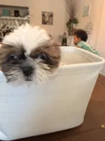 Oreo, a male Shih Tzu for sale in Tracy, CA – 4 of 8