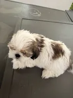Cinnamon , a female Shih Tzu for sale in Tracy, CA – 6 of 7