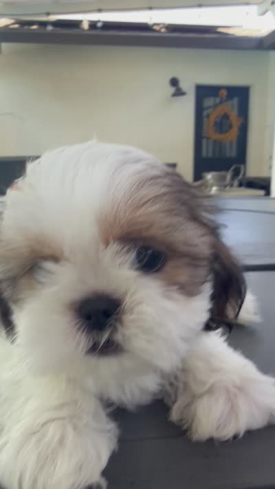 Cinnamon , a female Shih Tzu for sale in Tracy, CA – 7 of 7