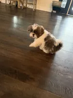 Buddy , a male Shih Tzu for sale in Tracy, CA – 3 of 4