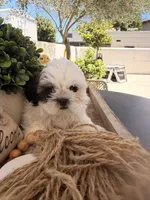 Sweetie , a female Shih Tzu for sale in Tracy, CA – 2 of 5