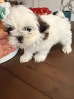 Sweetie , a female Shih Tzu for sale in Tracy, CA – 5 of 5
