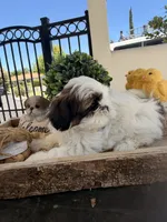Sweetie , a female Shih Tzu for sale in Tracy, CA – 3 of 5