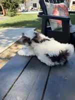 Oreo, a male Shih Tzu for sale in Tracy, CA – 7 of 8