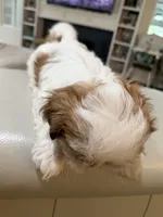 Rocket, a male Shih Tzu for sale in Tracy, CA – 3 of 5
