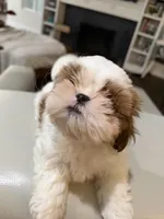 Rocket, a male Shih Tzu for sale in Tracy, CA – 4 of 5