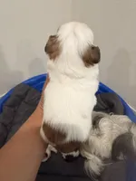 Bubba, a male Shih Tzu for sale in Tracy, CA – 3 of 5