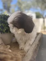 Cutie pie , a male Shih Tzu for sale in Tracy, CA – 3 of 8