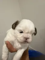Bubba, a male Shih Tzu for sale in Tracy, CA – 4 of 5