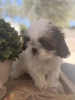 Cutie pie , a male Shih Tzu for sale in Tracy, CA – 6 of 8