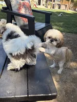 Oreo, a male Shih Tzu for sale in Tracy, CA – 8 of 8