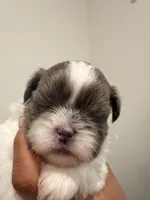 Buddy, a male Shih Tzu for sale in Tracy, CA – 2 of 3