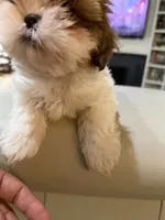 Rocket, a male Shih Tzu for sale in Tracy, CA – 5 of 5