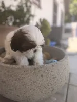 Sweetie , a female Shih Tzu for sale in Tracy, CA – 1 of 5