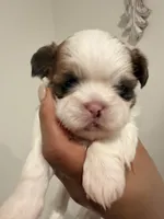 Rocket, a male Shih Tzu for sale in Tracy, CA – 6 of 6