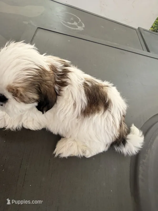 Cinnamon  – Shih Tzu puppy for sale in Tracy, CA