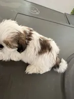 Cinnamon , a female Shih Tzu for sale in Tracy, CA – 1 of 7