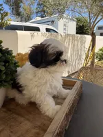 Sweetie , a female Shih Tzu for sale in Tracy, CA – 4 of 5