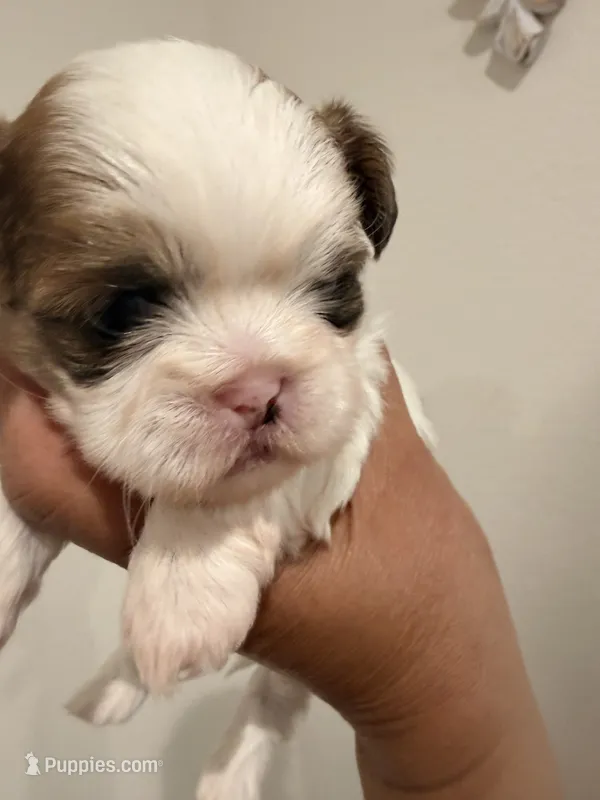 Rocket – Shih Tzu puppy for sale in Tracy, CA
