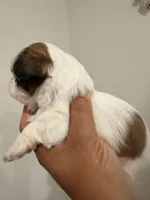 Rocket, a male Shih Tzu for sale in Tracy, CA – 5 of 6