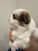 Bubba, a male Shih Tzu for sale in Tracy, CA – 5 of 5