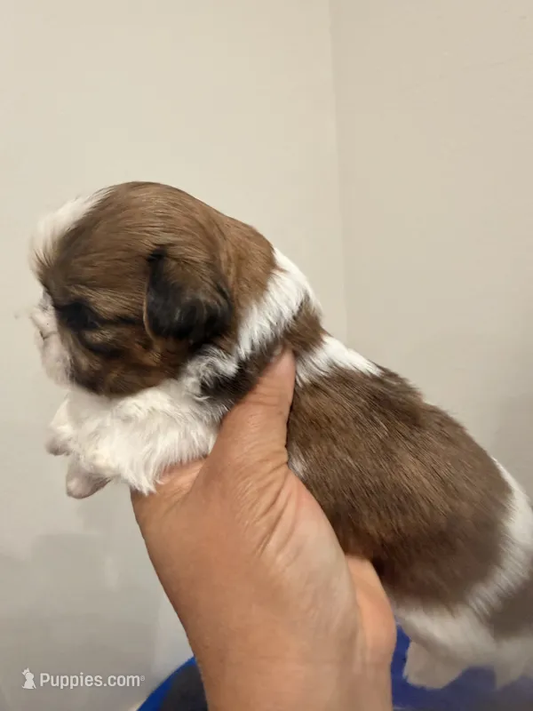 Wolf – Shih Tzu puppy for sale in Tracy, CA