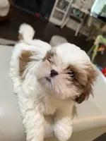 Rocket, a male Shih Tzu for sale in Tracy, CA – 1 of 5