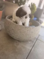 Cutie pie , a male Shih Tzu for sale in Tracy, CA – 4 of 8