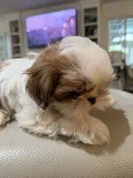 Rocket, a male Shih Tzu for sale in Tracy, CA – 2 of 5