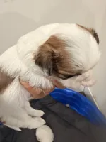 Rocket, a male Shih Tzu for sale in Tracy, CA – 4 of 6