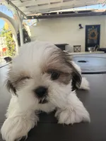 Cinnamon , a female Shih Tzu for sale in Tracy, CA – 2 of 7