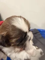 Wolf, a male Shih Tzu for sale in Tracy, CA – 4 of 4