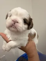 Bubba, a male Shih Tzu for sale in Tracy, CA – 2 of 5