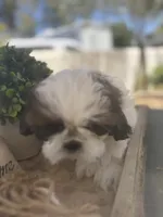 Cutie pie , a male Shih Tzu for sale in Tracy, CA – 2 of 8
