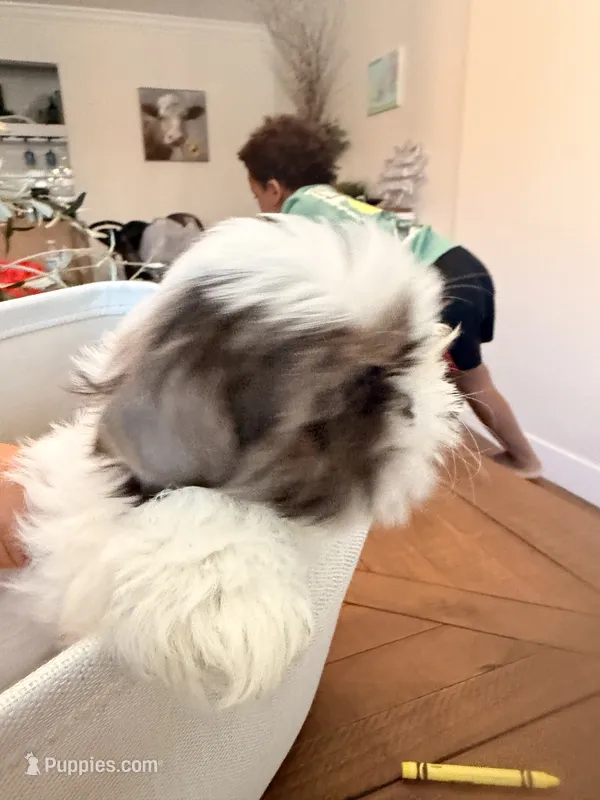 Oreo – Shih Tzu puppy for sale in Tracy, CA