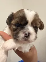 Wolf, a male Shih Tzu for sale in Tracy, CA – 3 of 4