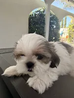Cinnamon , a female Shih Tzu for sale in Tracy, CA – 3 of 7