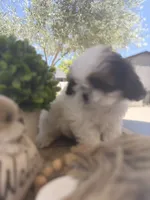 Cutie pie , a male Shih Tzu for sale in Tracy, CA – 5 of 8