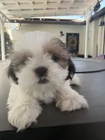 Cinnamon , a female Shih Tzu for sale in Tracy, CA – 5 of 7