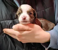 processed/3f4746a4-35ea-417e-afa2-62c783ab7a05/listing/58afa2c1-90ae-438c-a469-fe0bc57cd321/2590d9b3-e3d2-411c-bb9e-0b6276dcbd15