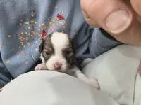 processed/3f4746a4-35ea-417e-afa2-62c783ab7a05/listing/58afa2c1-90ae-438c-a469-fe0bc57cd321/ba68c8c6-e52c-4e5e-b55f-2a967fcc55fb