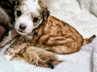 processed/3f4746a4-35ea-417e-afa2-62c783ab7a05/listing/aeafb01d-844e-4b64-8840-ea0b6359e6d0/7daed8f9-3f9d-4ab9-a944-d57fb105209e