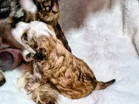 processed/3f4746a4-35ea-417e-afa2-62c783ab7a05/listing/aeafb01d-844e-4b64-8840-ea0b6359e6d0/ef29bdb0-5ff4-4968-9264-89535323abbc