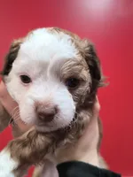 processed/3f4746a4-35ea-417e-afa2-62c783ab7a05/listing/c2518fa1-c56c-450e-9275-80c9f132febe/01ebf90a-5c67-4da3-9bac-6de2049bb24a