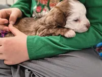 processed/3f4746a4-35ea-417e-afa2-62c783ab7a05/listing/c2518fa1-c56c-450e-9275-80c9f132febe/3141f9d9-dae9-4f0c-b772-d463113cd68b