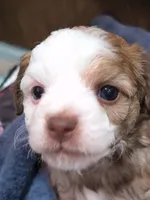 processed/3f4746a4-35ea-417e-afa2-62c783ab7a05/listing/c2518fa1-c56c-450e-9275-80c9f132febe/35dcda2d-4676-4e52-8510-299851b69737