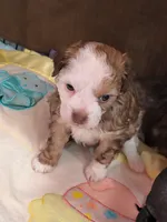 processed/3f4746a4-35ea-417e-afa2-62c783ab7a05/listing/c2518fa1-c56c-450e-9275-80c9f132febe/42465752-b093-47e2-8d4b-a37b6f3965a2