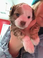 processed/3f4746a4-35ea-417e-afa2-62c783ab7a05/listing/c2518fa1-c56c-450e-9275-80c9f132febe/89f643d5-faa4-4574-8ccd-4fd4c441af5a