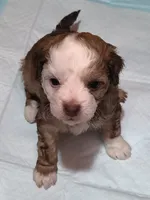 processed/3f4746a4-35ea-417e-afa2-62c783ab7a05/listing/c2518fa1-c56c-450e-9275-80c9f132febe/cc8c5247-a4e6-4f52-8800-22c8015053cb