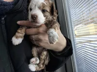 processed/3f4746a4-35ea-417e-afa2-62c783ab7a05/listing/c2518fa1-c56c-450e-9275-80c9f132febe/d12fe575-15d5-44f2-ab8c-8b98ad011cdc